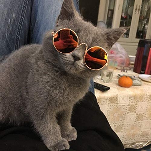 Gafas Para Gatos Cool